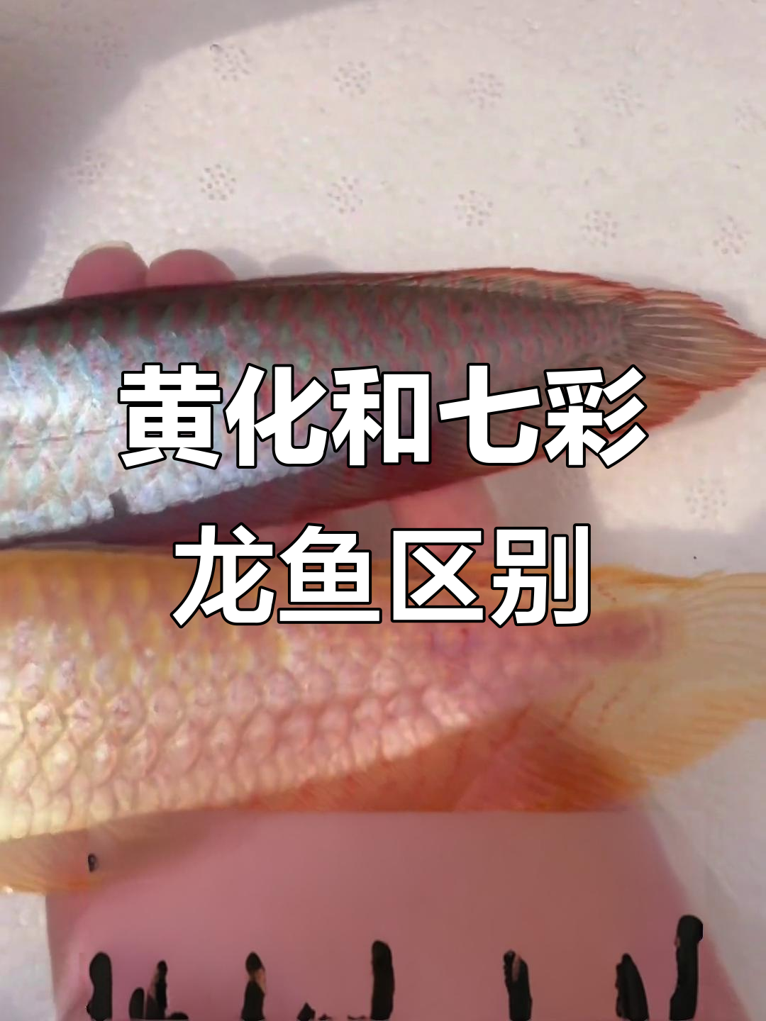 七彩与黄化龙鱼大对比，鳞片、背部和眼睛全解析