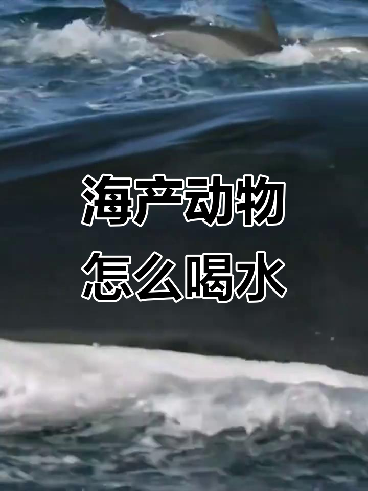海洋生物如何巧妙补水?从硬骨鱼到鲨鱼的独特方式