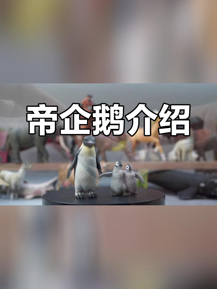 帝企鹅的形态特征与习性