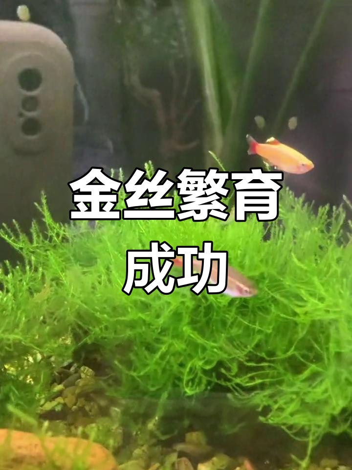 白云金丝繁殖顺利,洄水到鳗鱼粉开口轻松搞定!