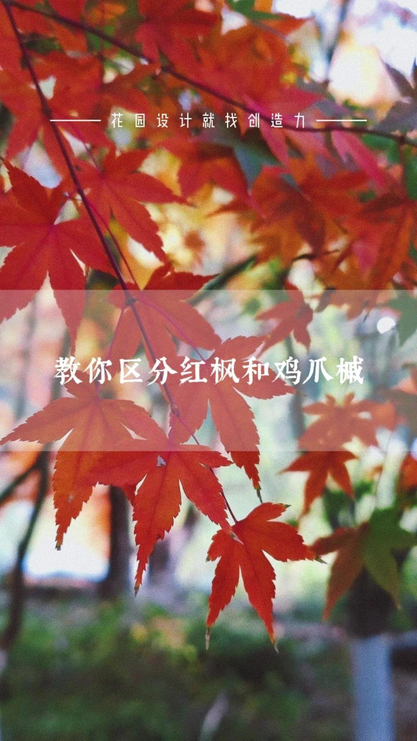 教你区分红枫和鸡爪槭