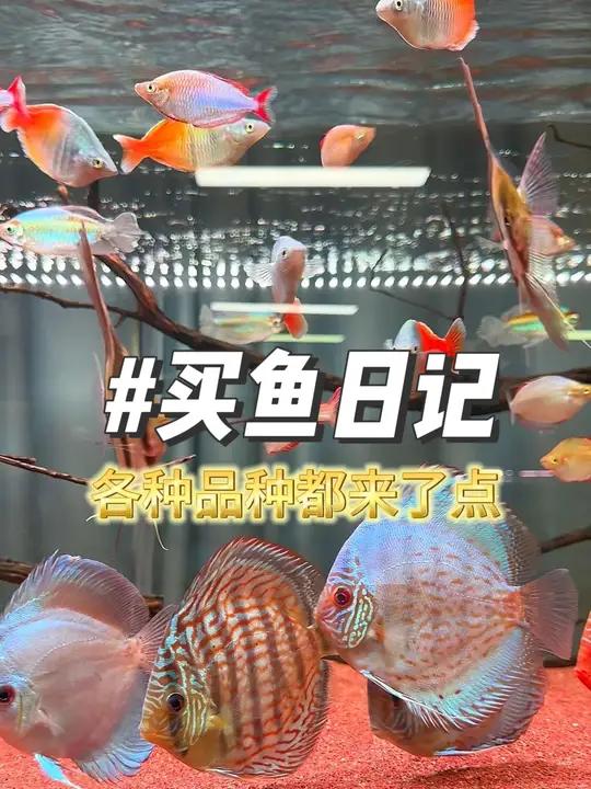 买鱼日记 观赏鱼 养鱼养心 南美缸 鱼