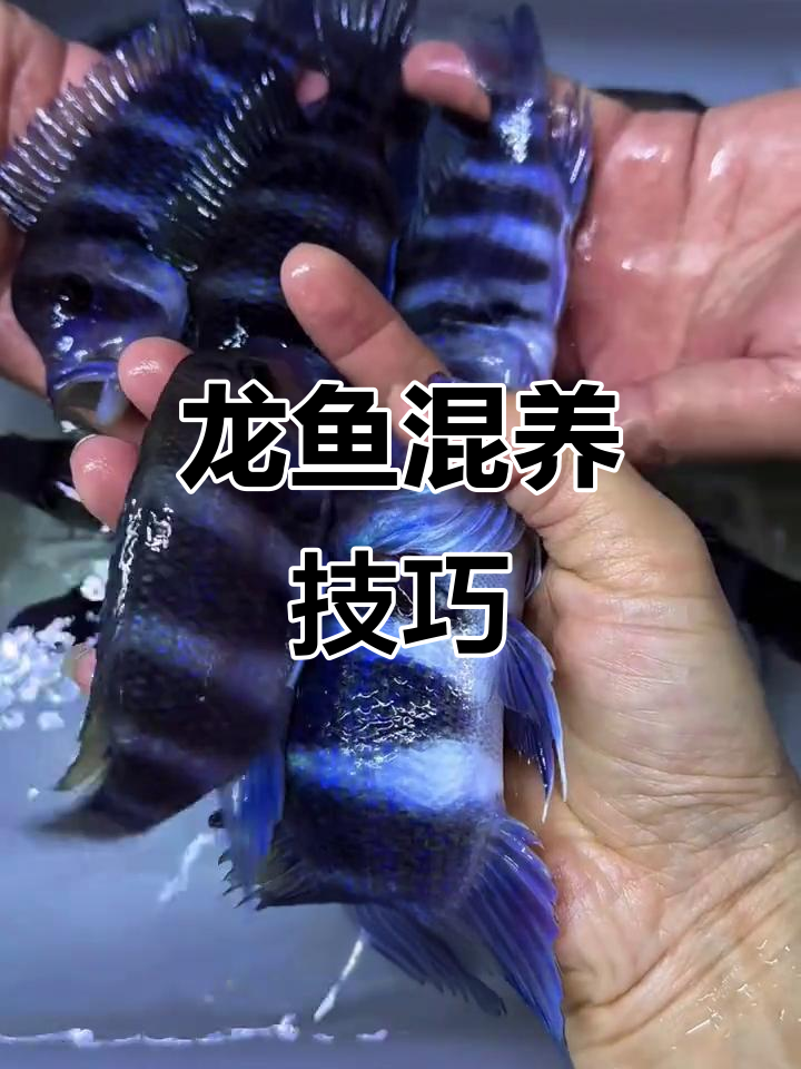 溪流缸养鱼全攻略:龙鱼与伊巴卡的完美搭配