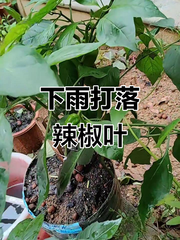 深圳下雨辣椒叶被吹掉,海昌鱼和韭菜票也闹乌龙