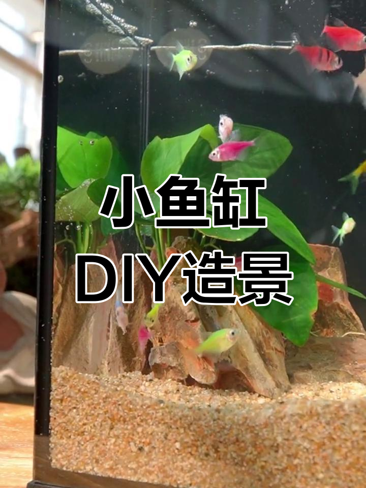 迷你小鱼缸造景全攻略,简单又好看!