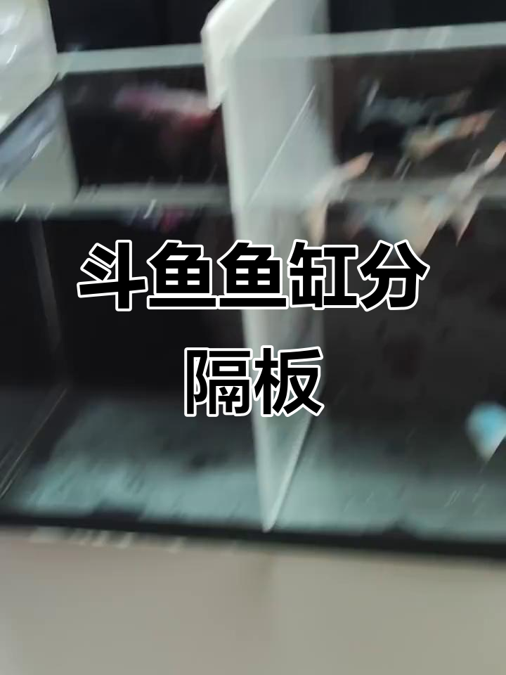 斗鱼分隔板设计,轻松打造个性化鱼缸布局