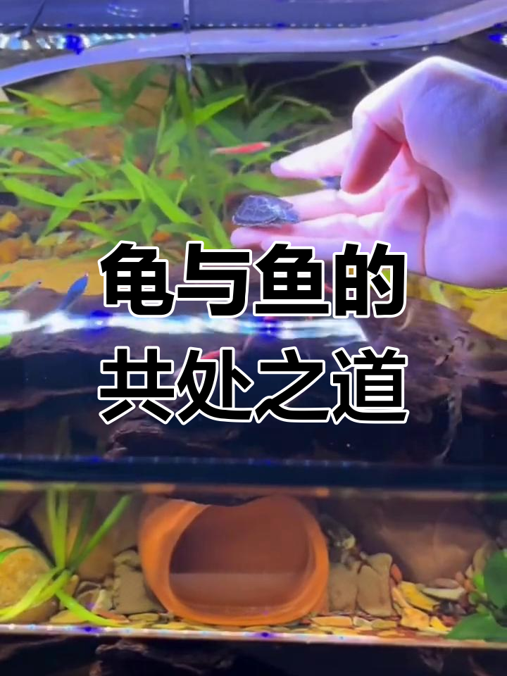 龟鱼混养注意事项