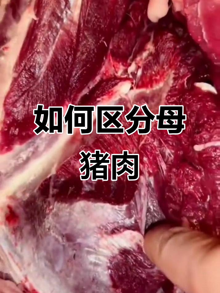 母猪肉与好肉的辨别,教你如何挑选放心肉