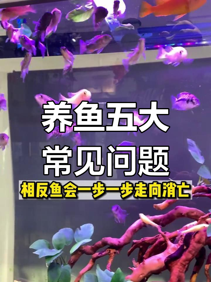 养鱼五问:锦鲤、草金与冷水鱼的那些事儿