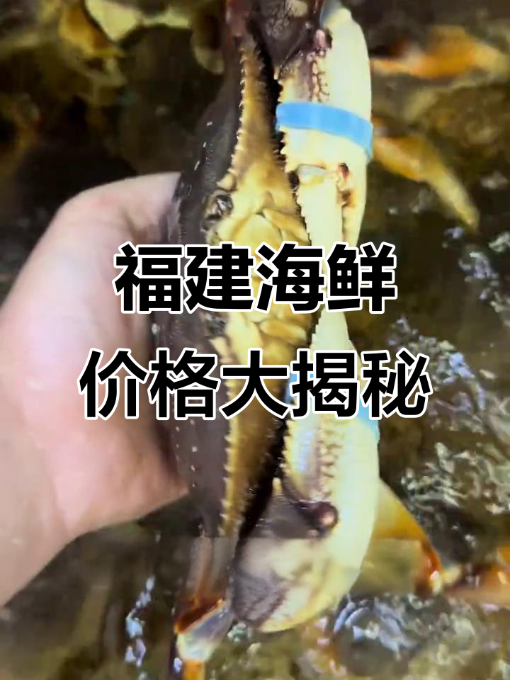 12月福建海鲜市场每日报价,帝王蟹到面包蟹一应俱全