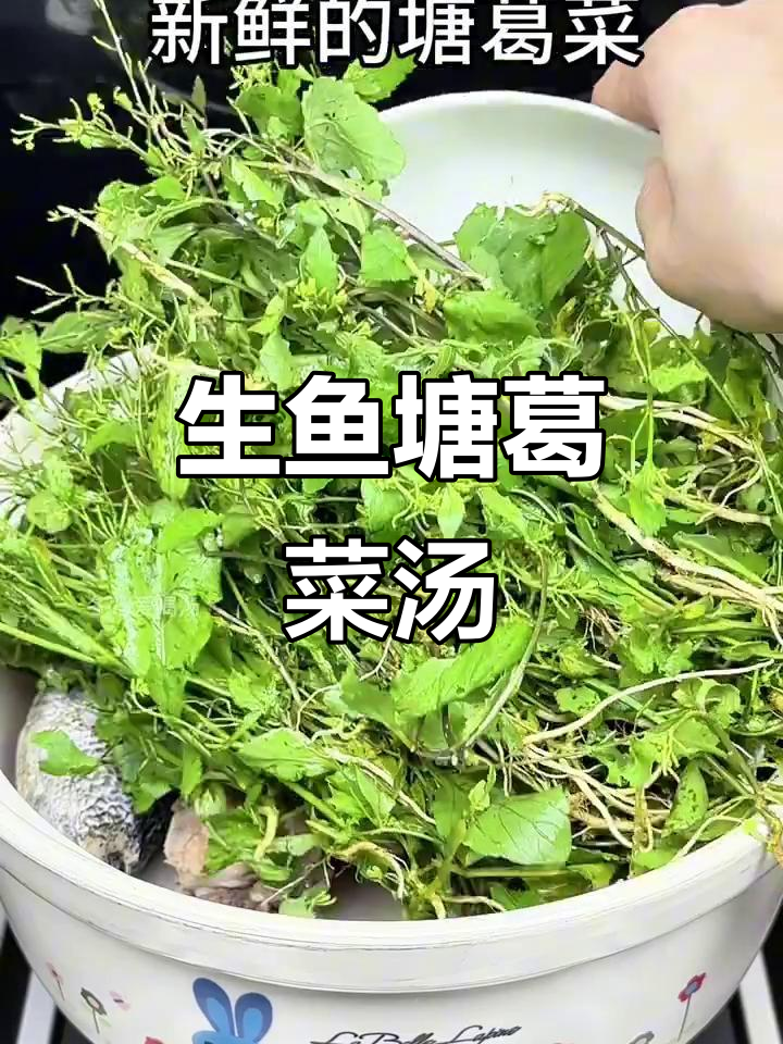 塘葛菜生鱼汤，鲜香四溢的滋补美味