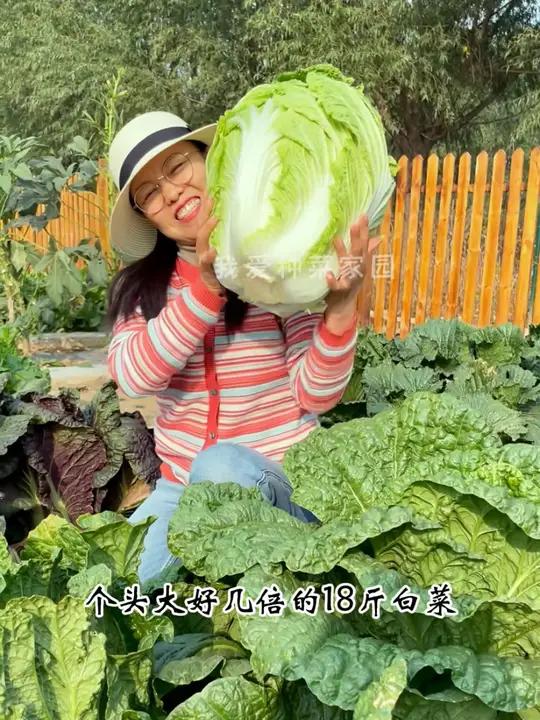 18斤大白菜,生长快个头大 蔬菜种子 田园生活 我的小菜园 种菜