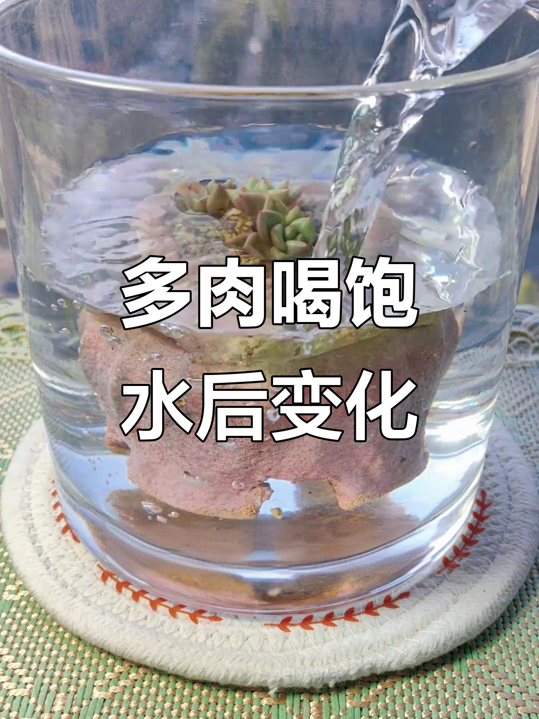 象牙多肉缺水变皱，喝水恢复生机