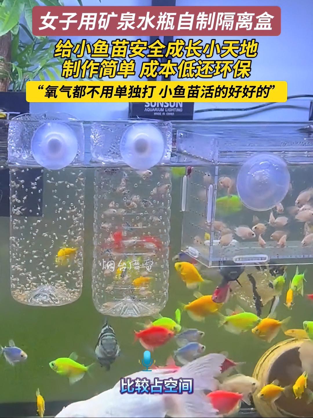 3月9日(采访时间)河南。女子自制隔离盒真香,氧都不用单独打,小鱼苗活的好好的。感谢分享@