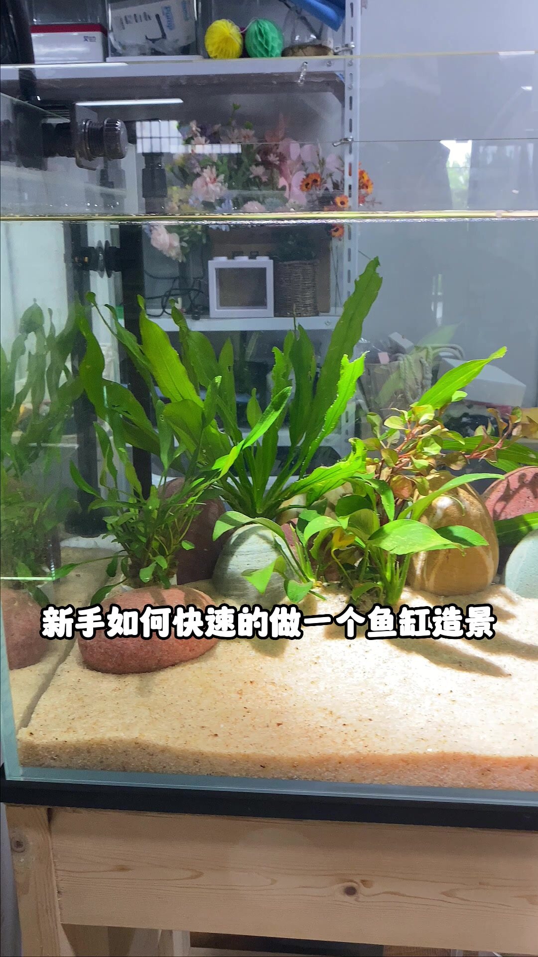 新手60鱼缸造景教程