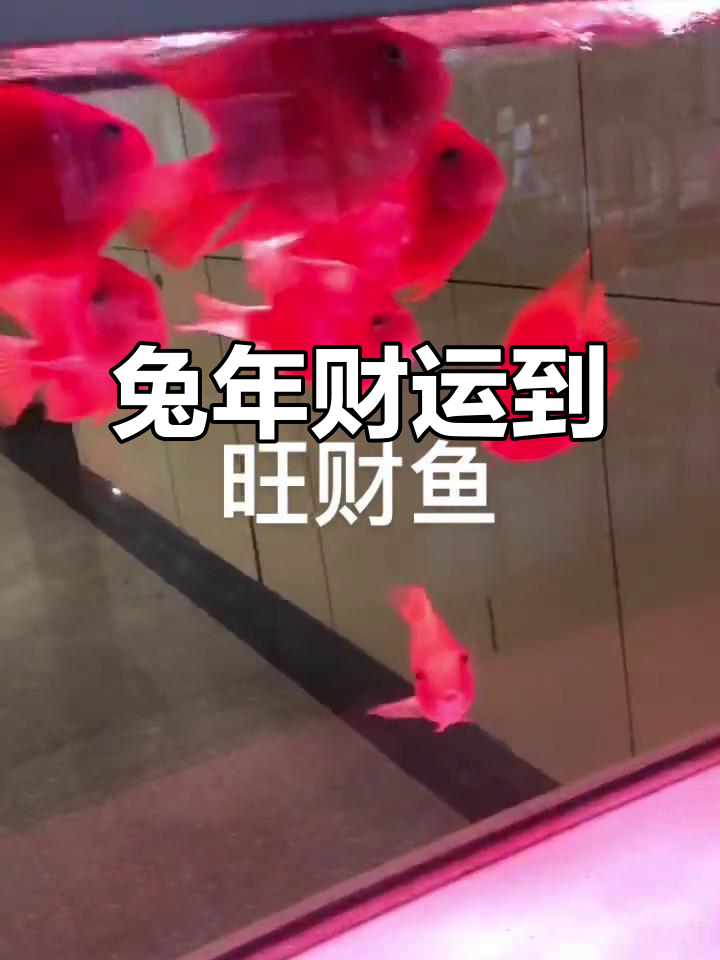 2023年兔年大吉，发财鱼送祝福好运连
