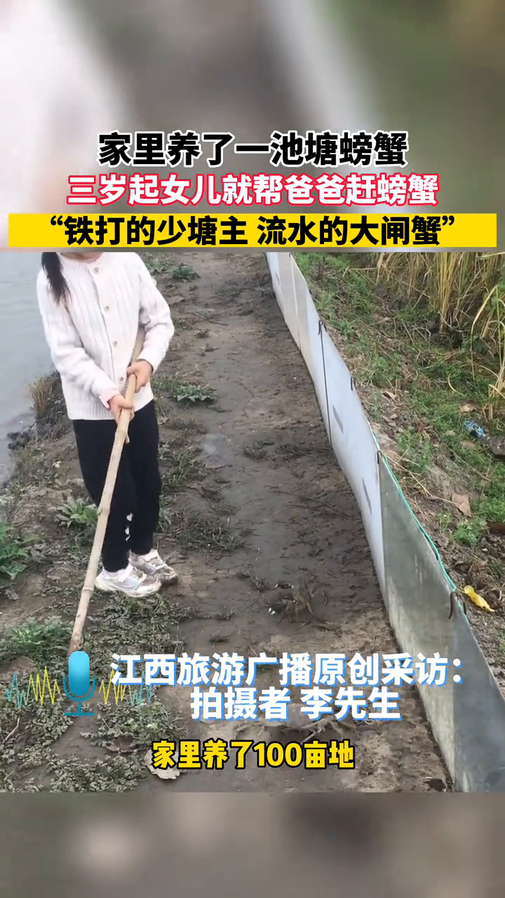家里养了一池塘螃蟹,三岁起女儿就帮爸爸赶螃蟹