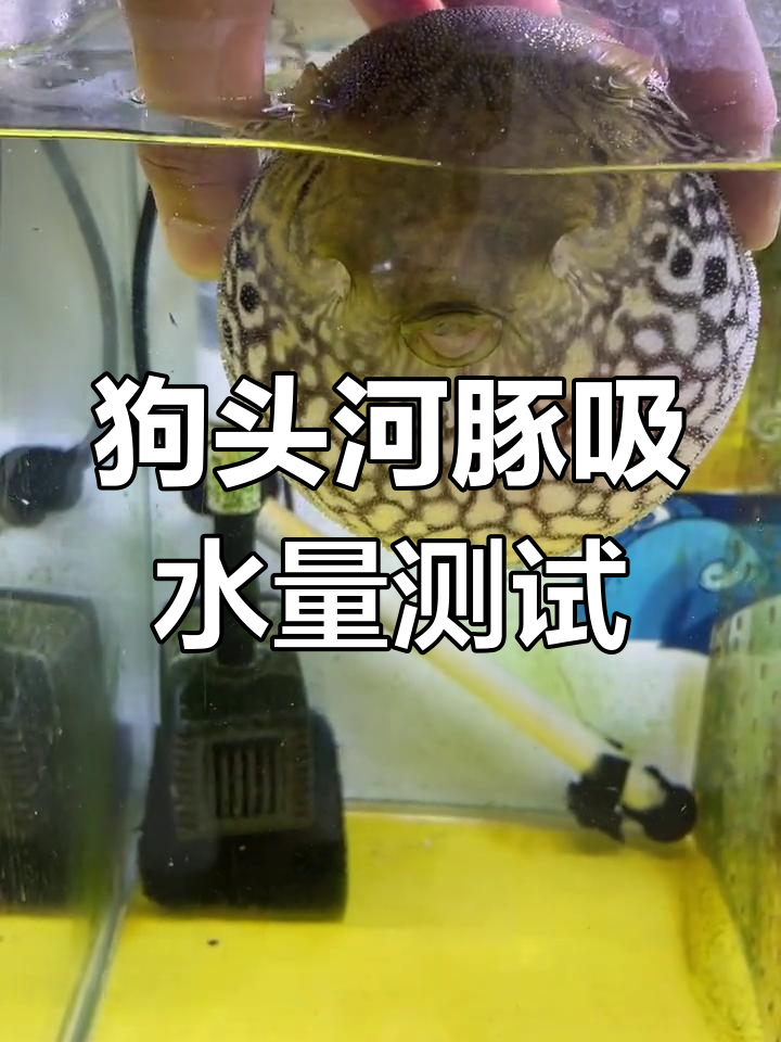 狗头河豚吸水实验:肚子能装多少?