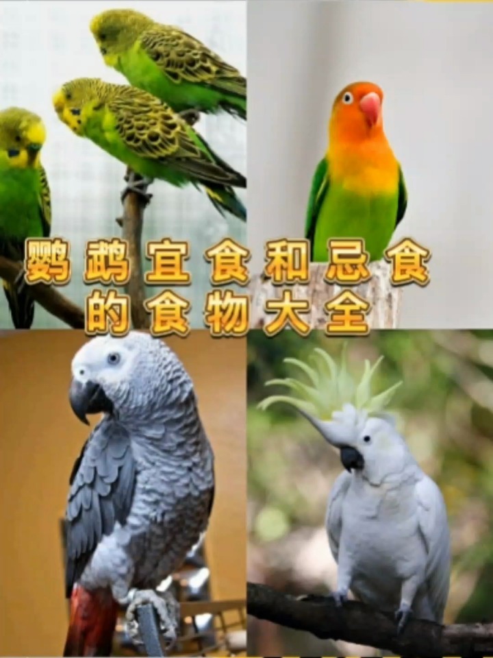鹦鹉宜食和忌食的食物大全