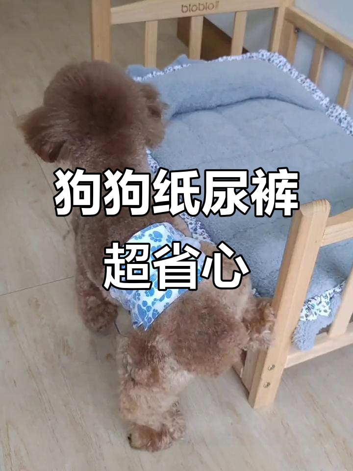 给狗狗穿上纸尿裤,家里再也不乱尿了!