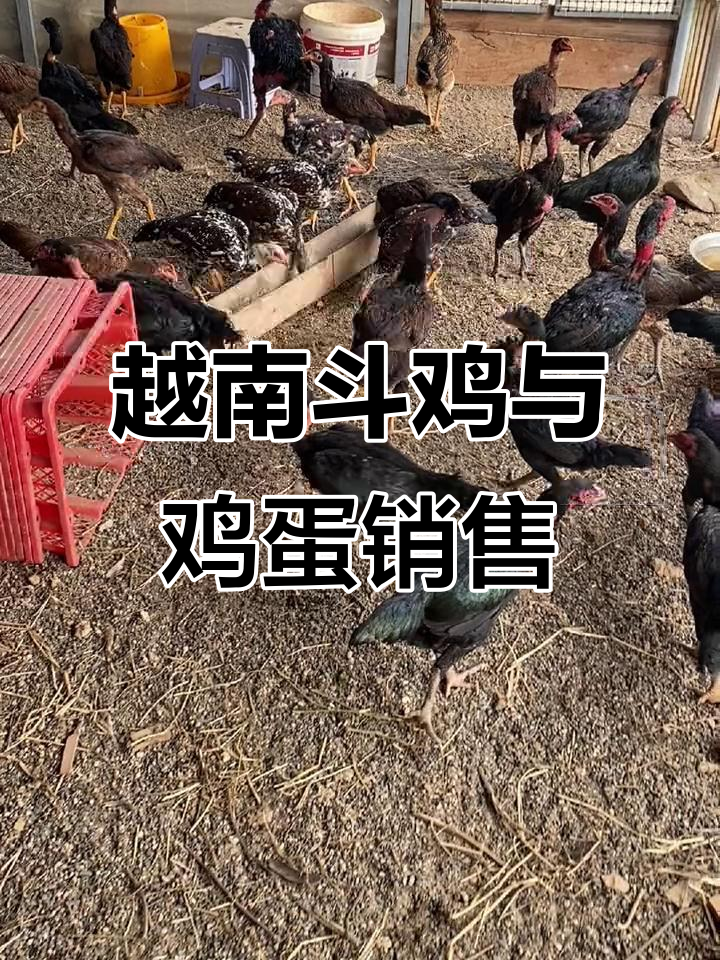 越南斗鸡场:母鸡下蛋与公鸡争锋的激烈场景