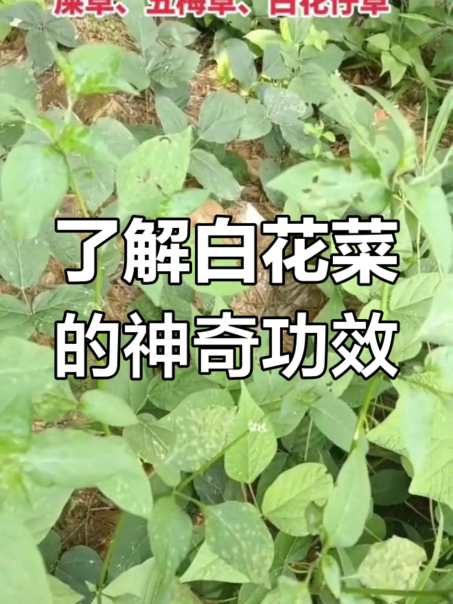 白花菜:你家乡有吗?这种植物竟然有这么多作用!