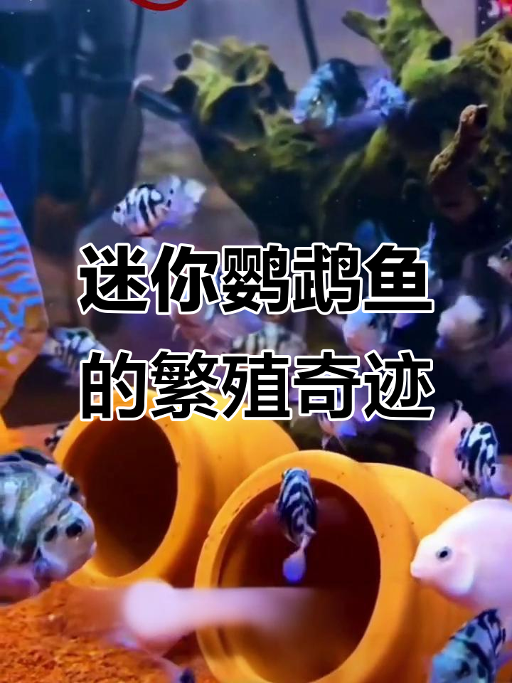 迷你鹦鹉鱼：自己带娃的神奇观赏鱼，轻松爆缸让你惊喜不断