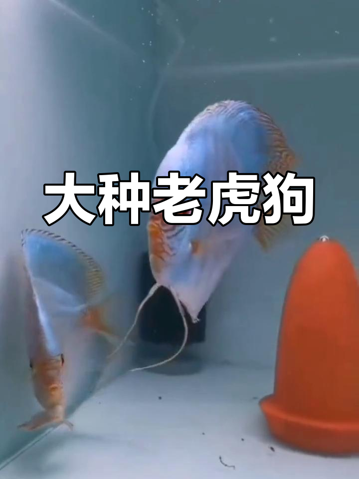 蓝色七彩神仙鱼品种介绍
