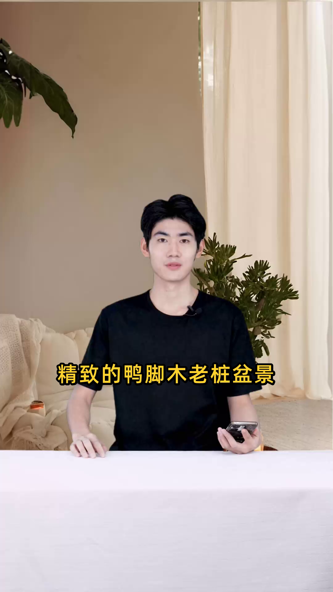 精致鸭脚木老桩,独特造型盆景,展现自然韵味,点缀生活空间