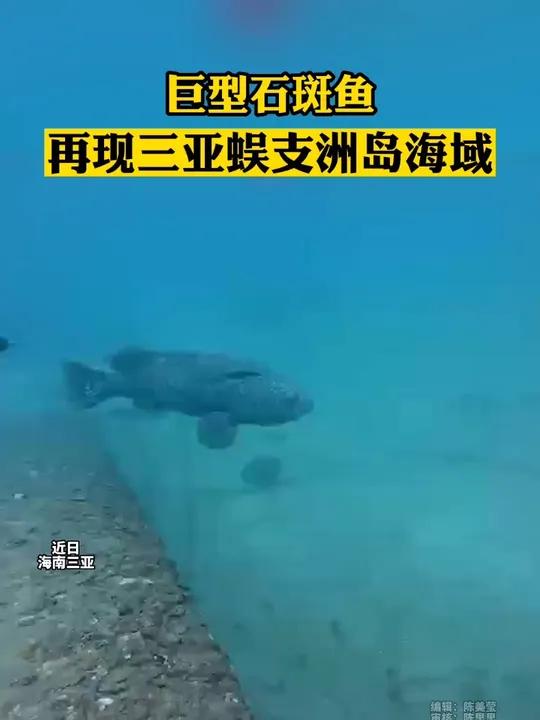 超百斤重石斑鱼再现三亚蜈支洲岛!