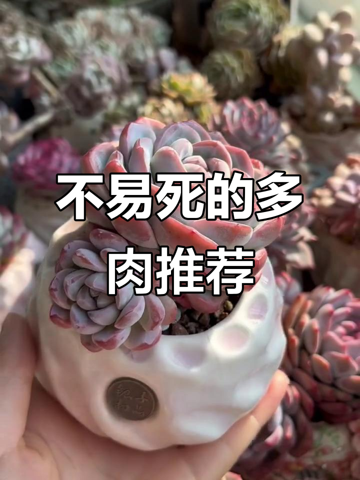 经典又耐养的多肉品种推荐，冰玉和橙子不容错过