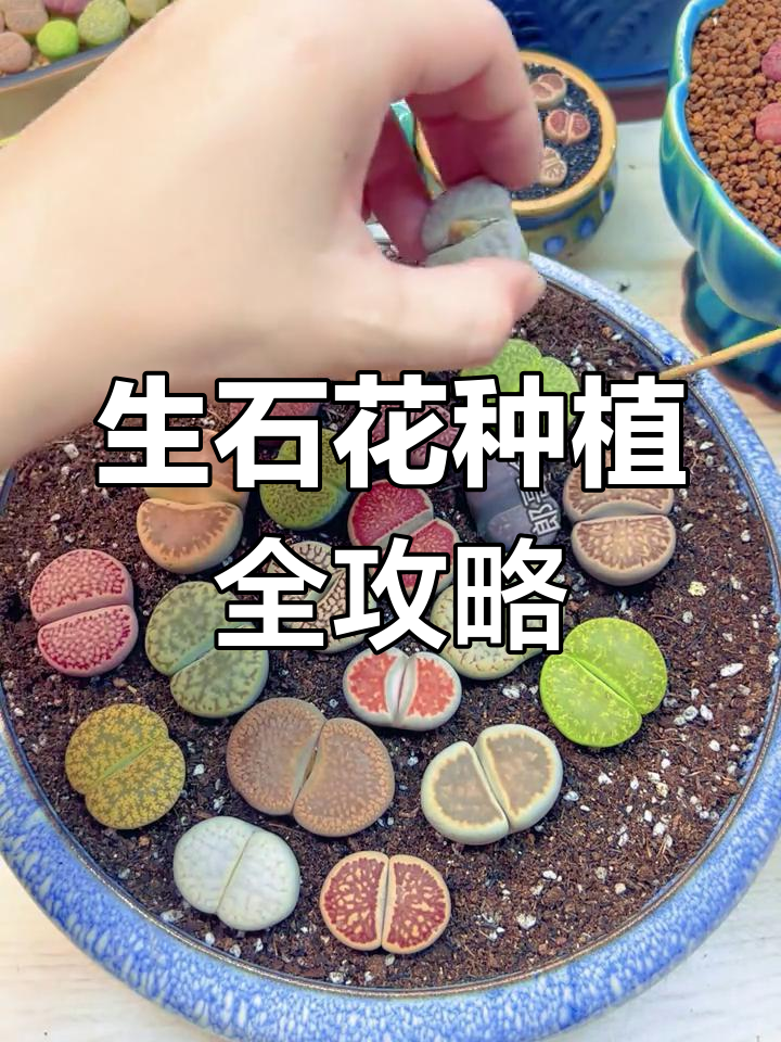 狼哥教你种生石花,轻松掌握多肉植物养护技巧