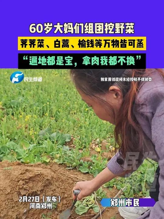 2月27日(发布)河南郑州,60岁大妈们组团挖野菜,荠荠菜、白蒿、榆钱等万物皆可蒸,“遍地