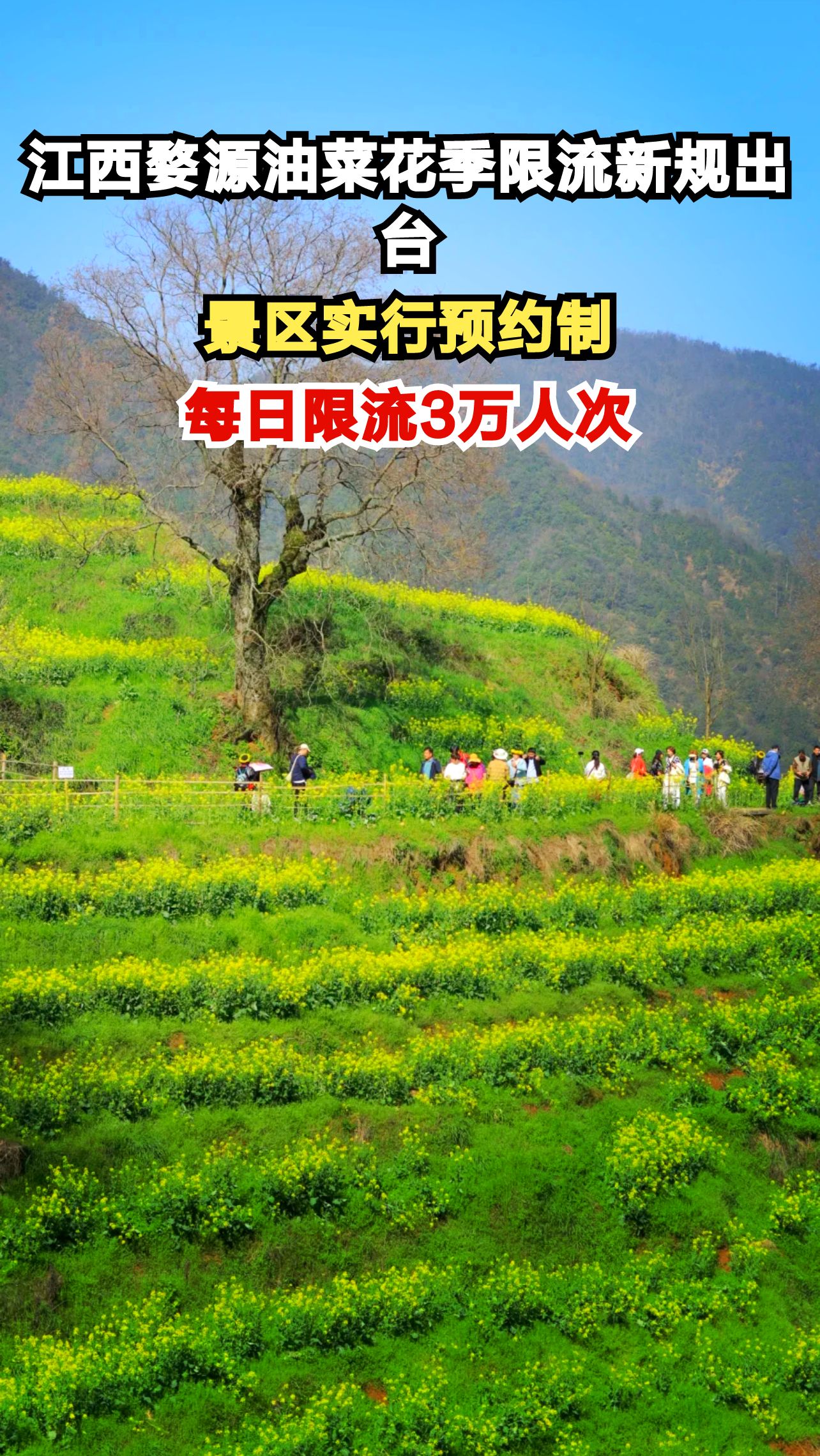 江西婺源油菜花季限流新规出台,景区实行预约制,每日限流3万人次
