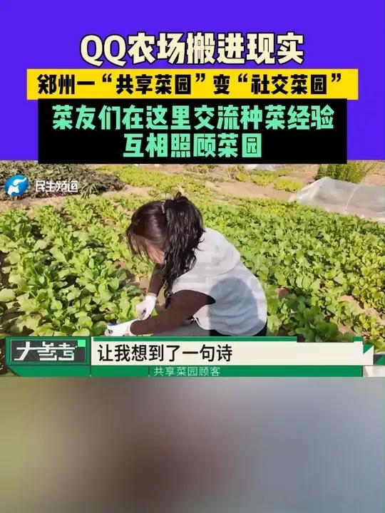 QQ农场搬进现实!郑州一“共享菜园”变“社交菜园”,菜友们在这里交流种菜经验,互相照顾菜园