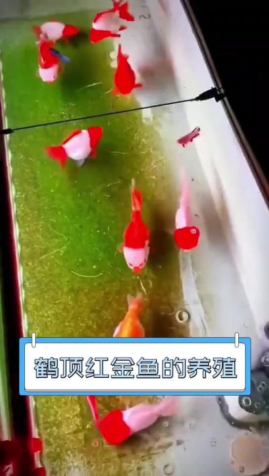 鹤顶红金鱼的养殖