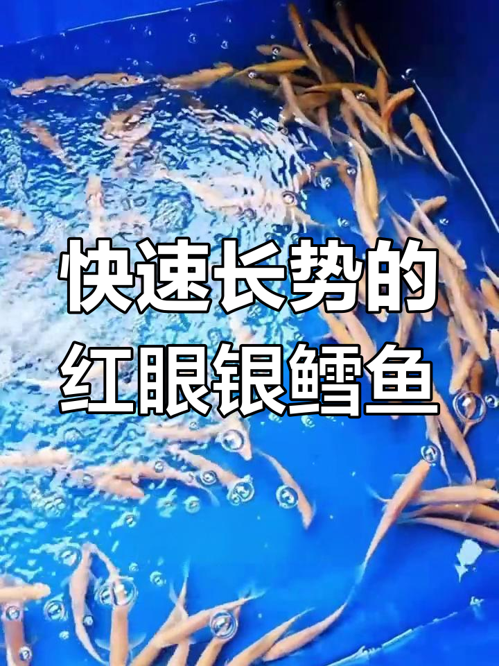 红眼银雪鱼:大型草食性鱼类,生长迅速抗病力强