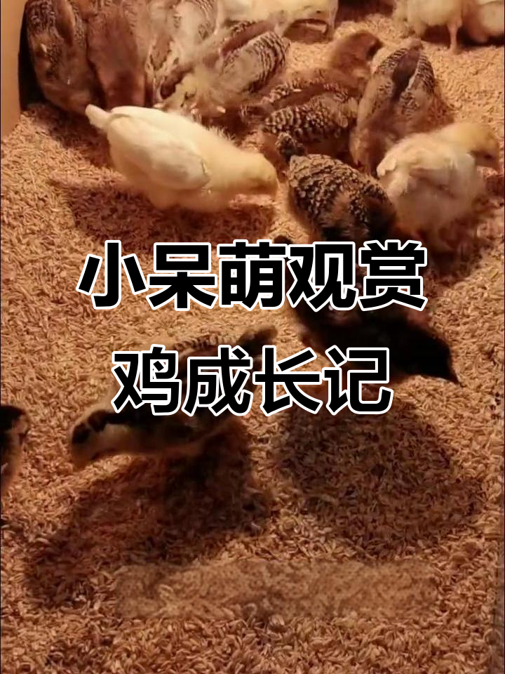 纯种贵妃鸡与乌鸡的幸福生活,有妈妈陪伴的小可爱们