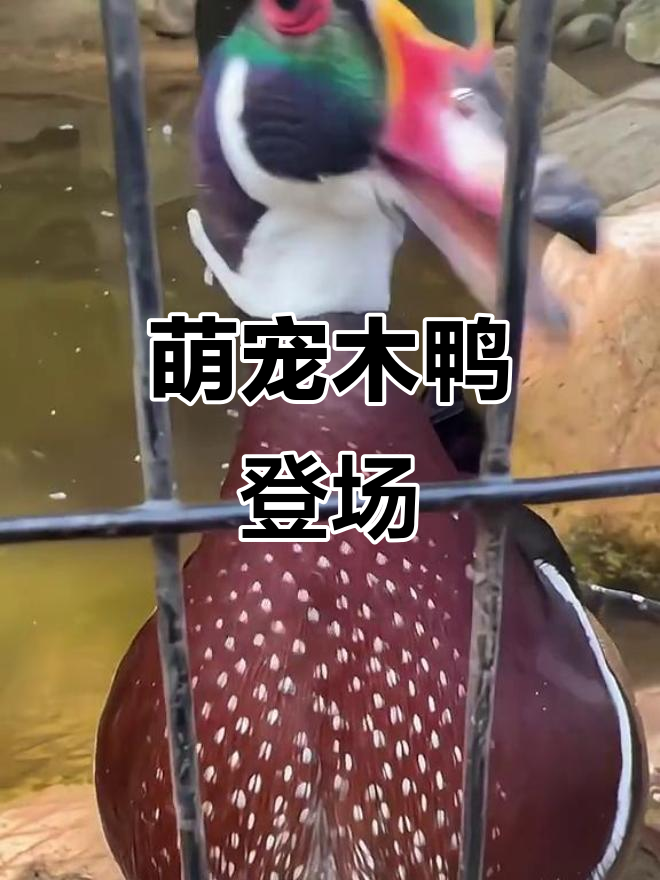 新萌宠木鸭上线,咖啡馆里的搞笑日常