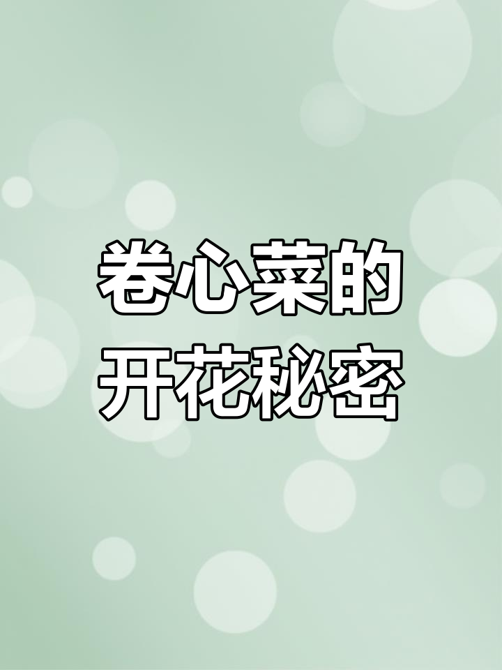 卷心菜开花前后的奇妙变化,花朵竟与油菜花相似