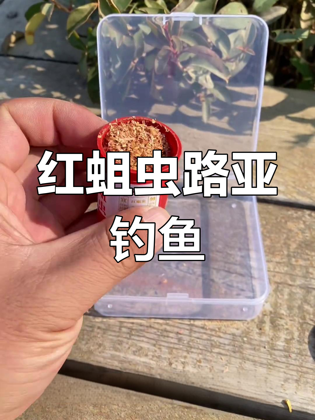 路亚斗钓新神器,红蛆虫快速上鱼