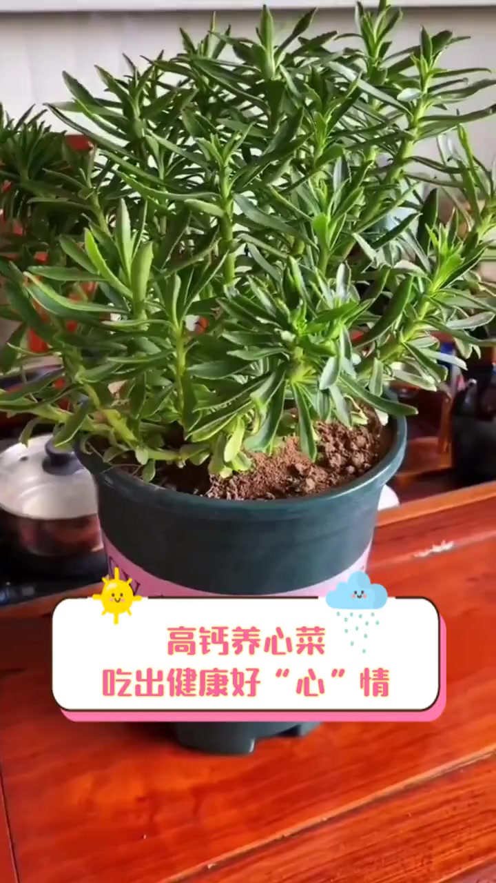 高钙养心菜,吃出健康好“心”情