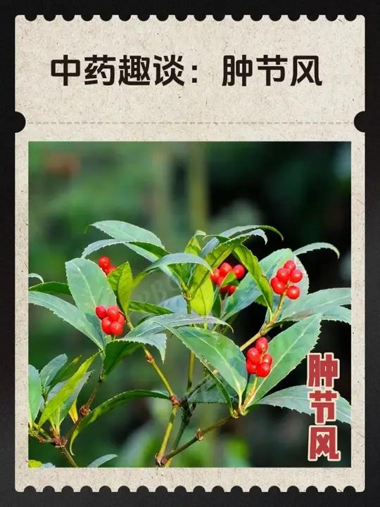 当年张爷爷,就是靠这草从崖底下爬回来的。肿节风别名九节茶 