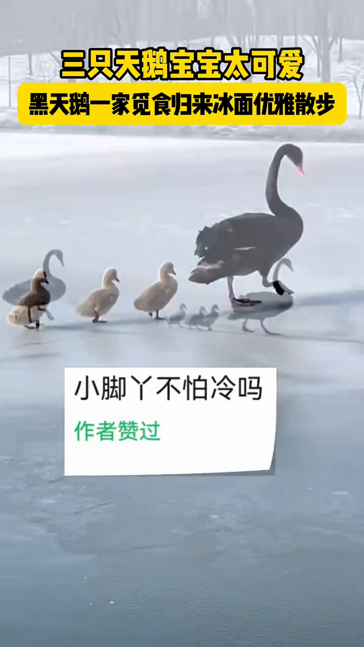 三只天鹅宝宝太可爱!黑天鹅一家觅食归来冰面优雅散步