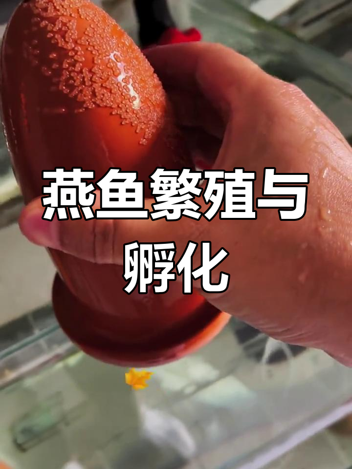 热带鱼繁殖技巧:人工孵化与保护卵的秘诀