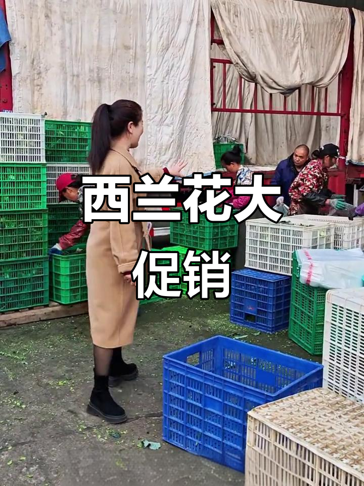 湖北西兰花大量上市,价格亲民,打包方式多样任选