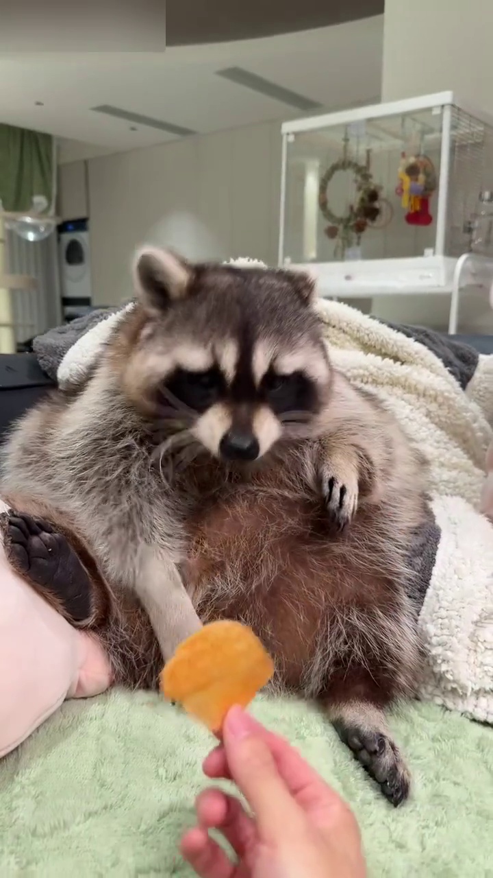 浣熊吃薯片，每一帧都是表情包，可爱到爆炸