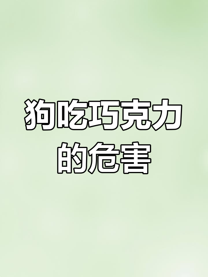 狗狗为何不能吃巧克力?了解中毒症状与应对方法
