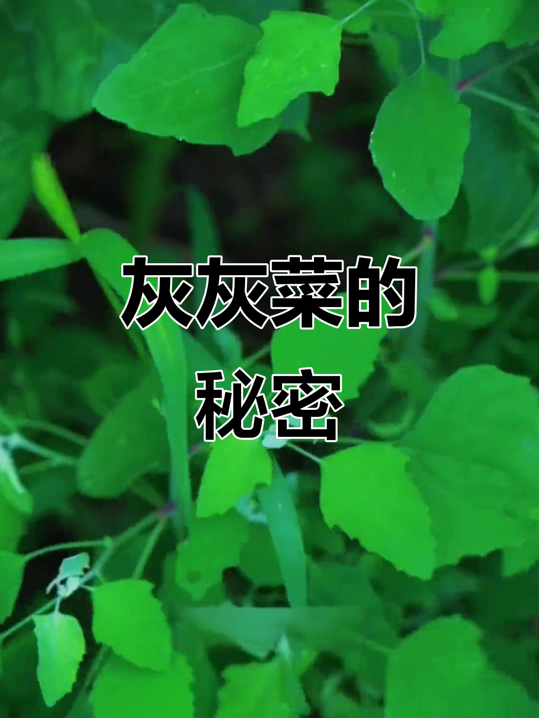 灰灰菜不仅是杂草,竟有神奇功效!老一辈的秘密大公开