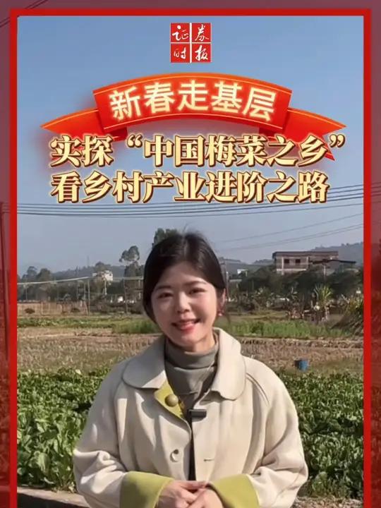 「新春走基层」实探“中国梅菜之乡”,看一棵小梅菜的乡村产业进阶之路
